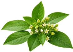 Diabex — জিমনেমা সিলভেস্ট্রি নির্যাস